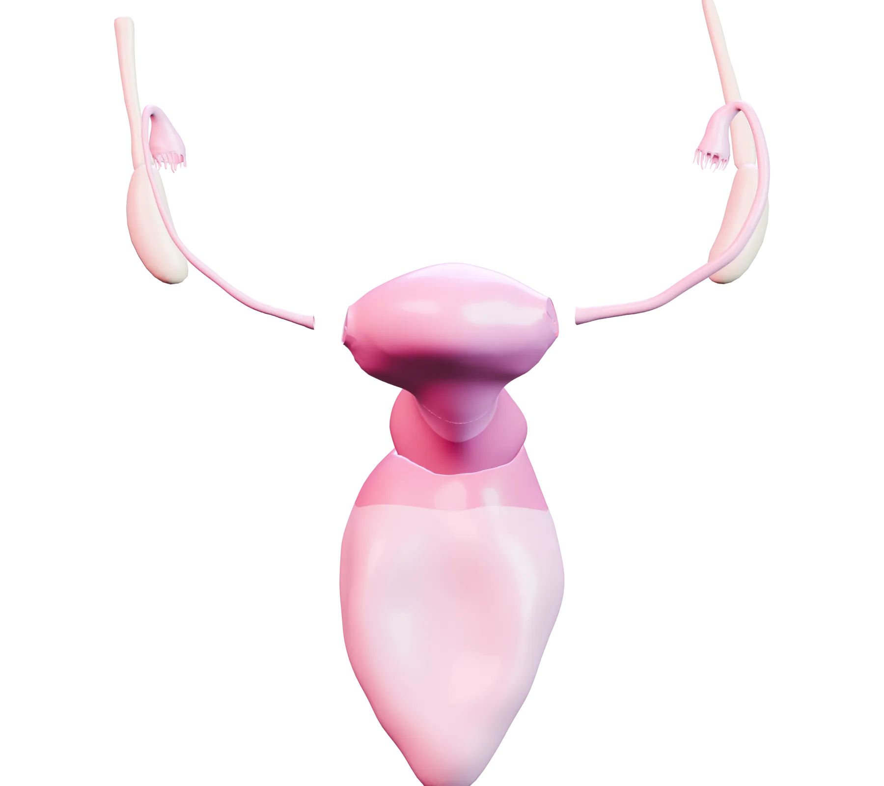 Aparato reproductor femenino con el útero y el cuello uterino