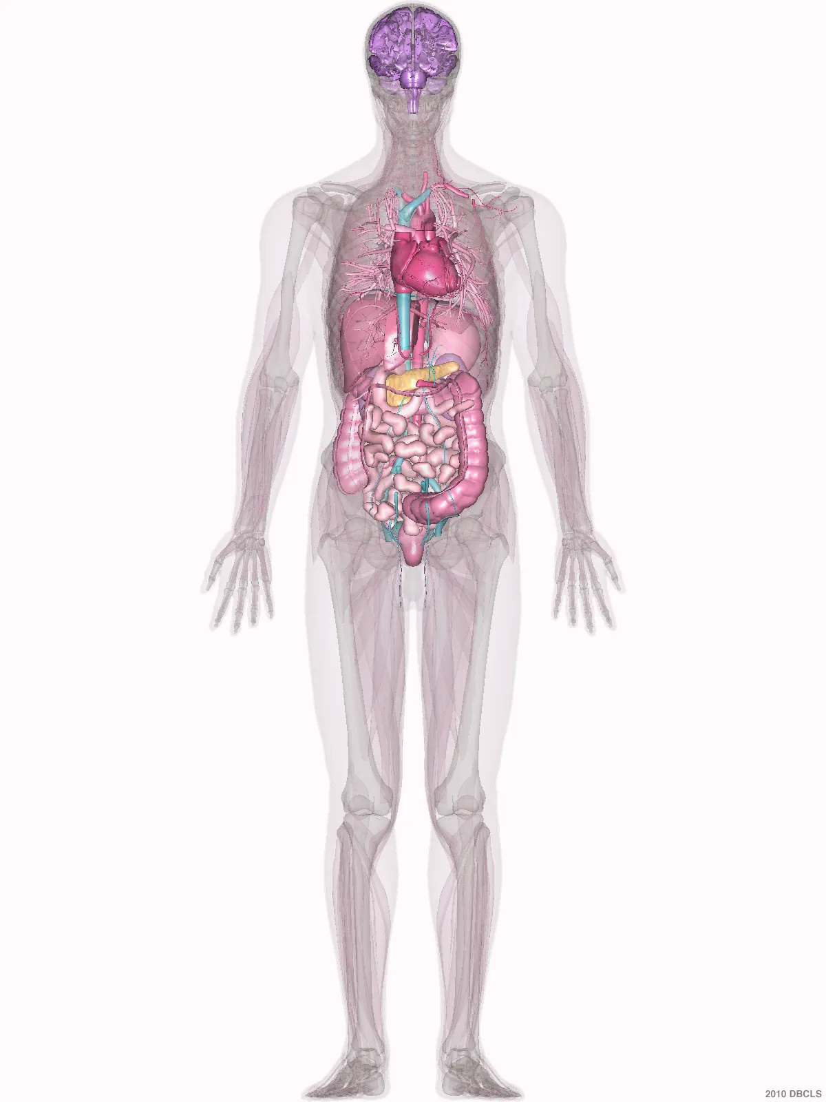 Cuerpo anatómico con la región aproximada de los riñones señalada por detrás del abdomen