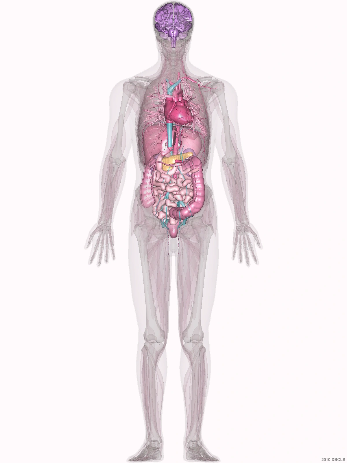Modelo anatómico masculino de cuerpo completo con la región de la pelvis señalada.