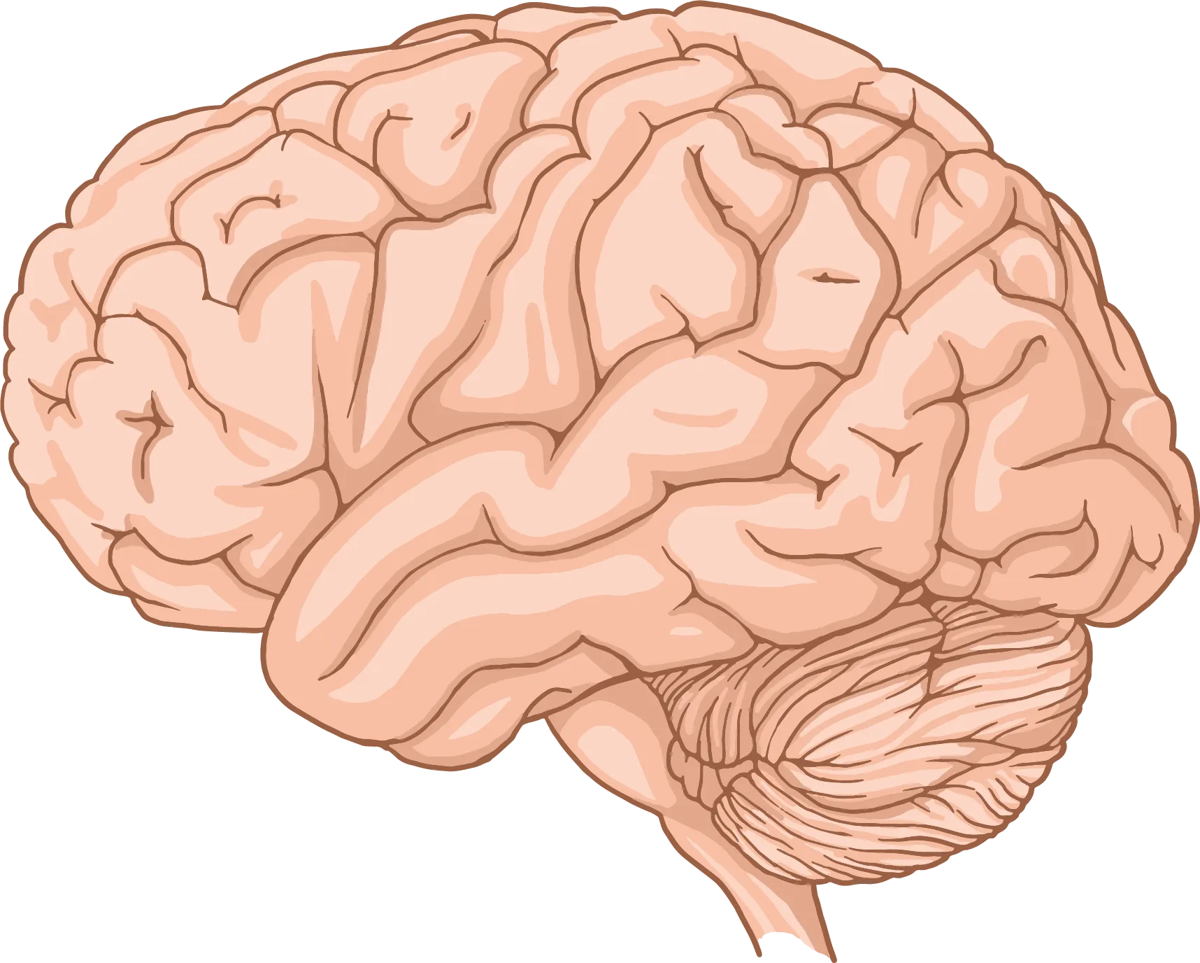 Imagen del cerebro humano visto de lado.