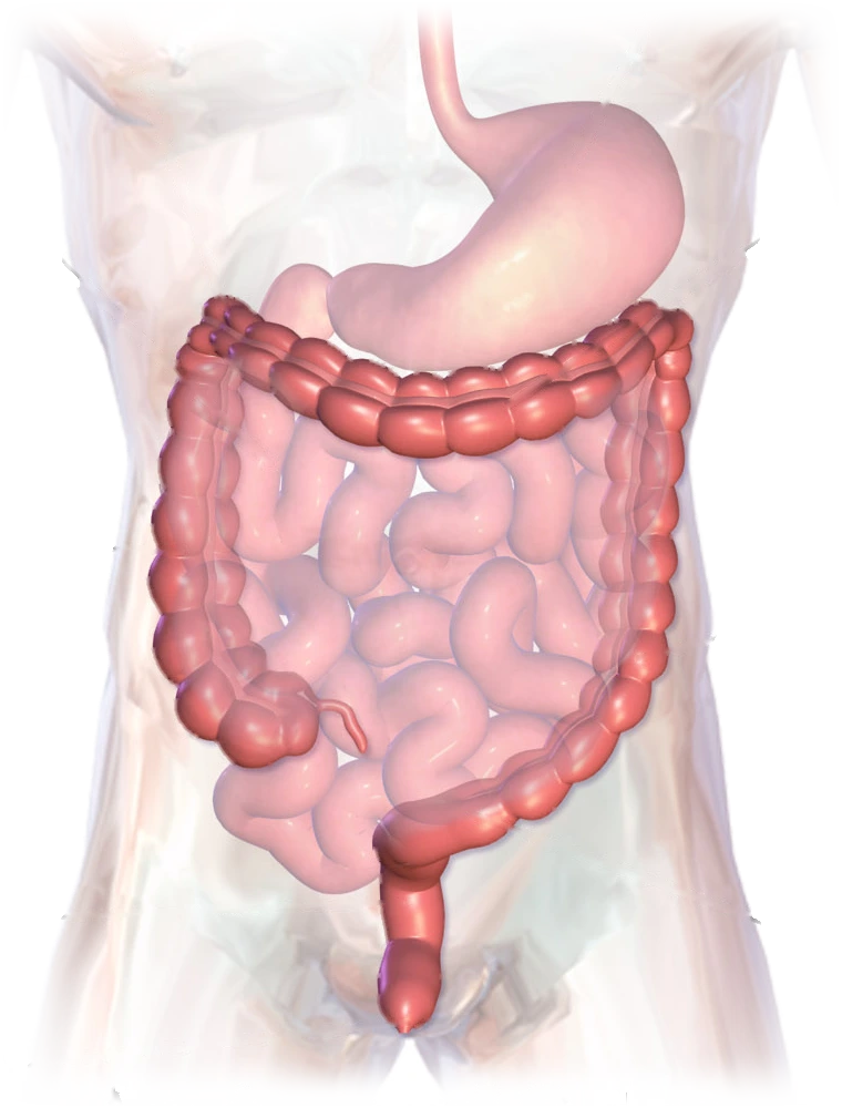 Ilustración del abdomen: el intestino grueso, rojo, enmarca las asas del intestino delgado y baja por el centro hasta el recto y el ano