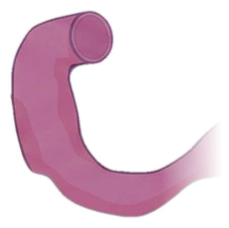 Dibujo del duodeno solo: un tubo rosado en forma de C que sale de la boca del estómago