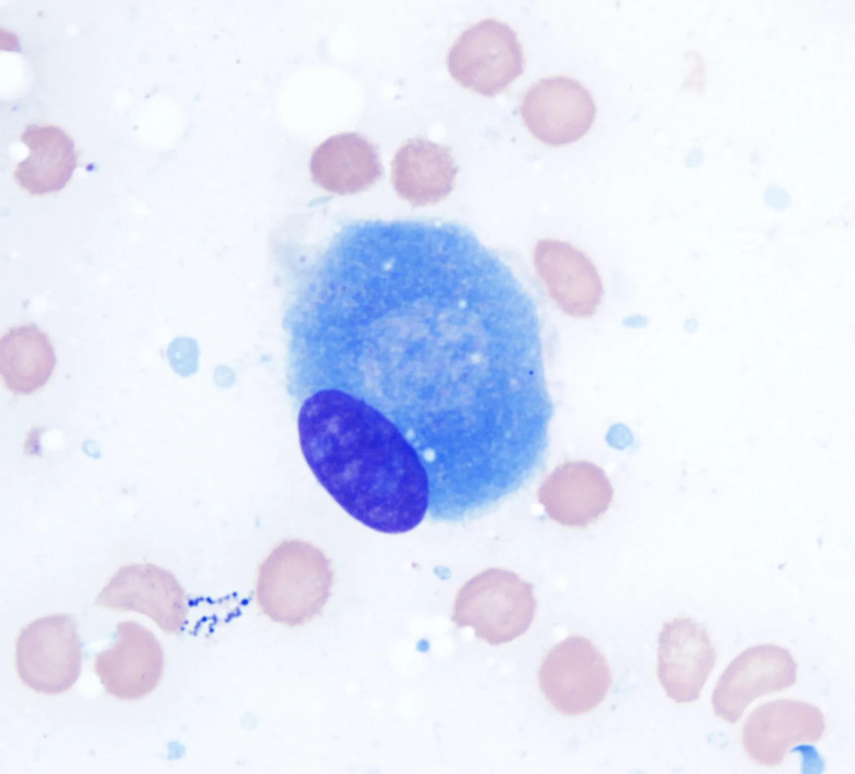 Micrografía de un osteoblasto azul central con núcleo violeta, sin rótulos ni flechas