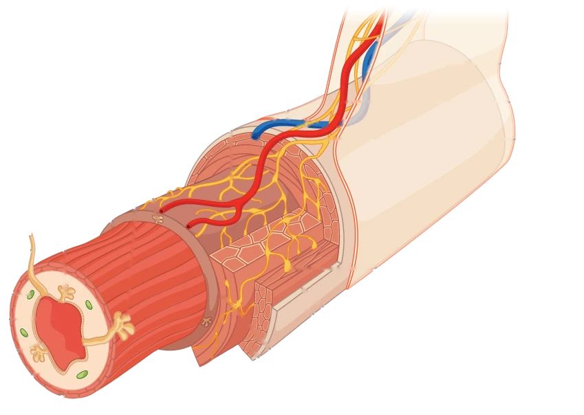 Esquema de un tramo del tubo digestivo cortado: por dentro la mucosa clara alrededor del hueco central, después la capa muscular roja y por fuera la serosa