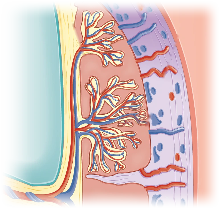 Ilustración de una placenta vista de cerca: vellosidades ramificadas con vasos rojos y azules, rodeadas por la sangre de la madre, junto a la pared del útero