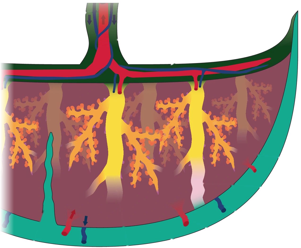 Esquema de una placenta: el cordón umbilical arriba, vellosidades ramificadas dentro y arterias de la madre que entran por la base