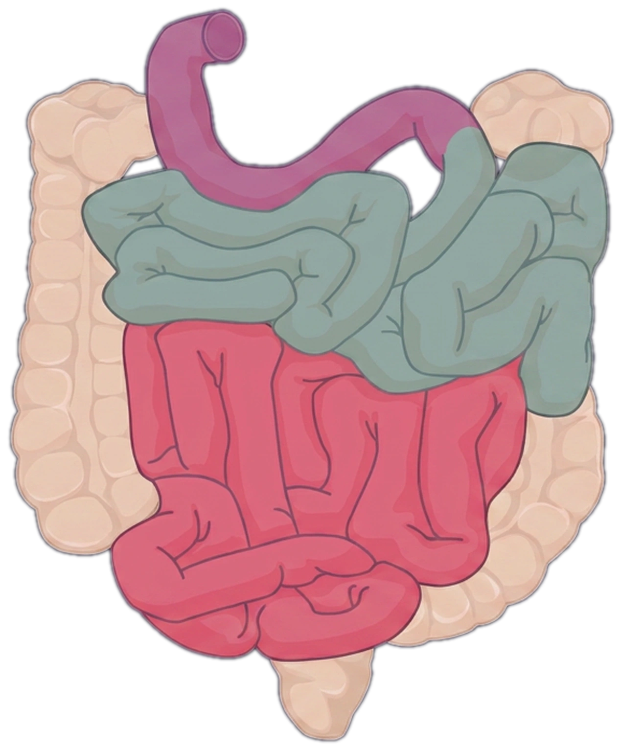 Asas del intestino delgado rodeadas por el colon