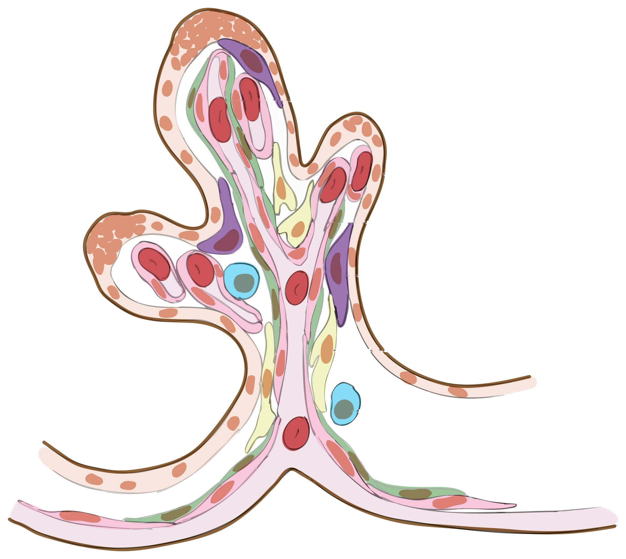 Dibujo de una vellosidad coriónica terminal con capilares llenos de glóbulos rojos y una capa de células de la placenta por fuera