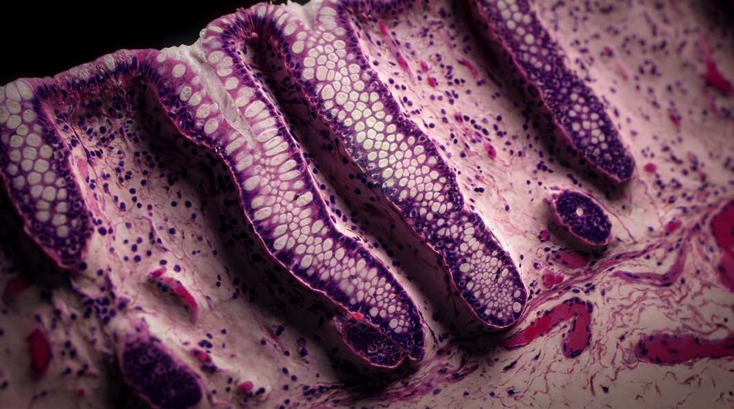 Colon sano al microscopio
