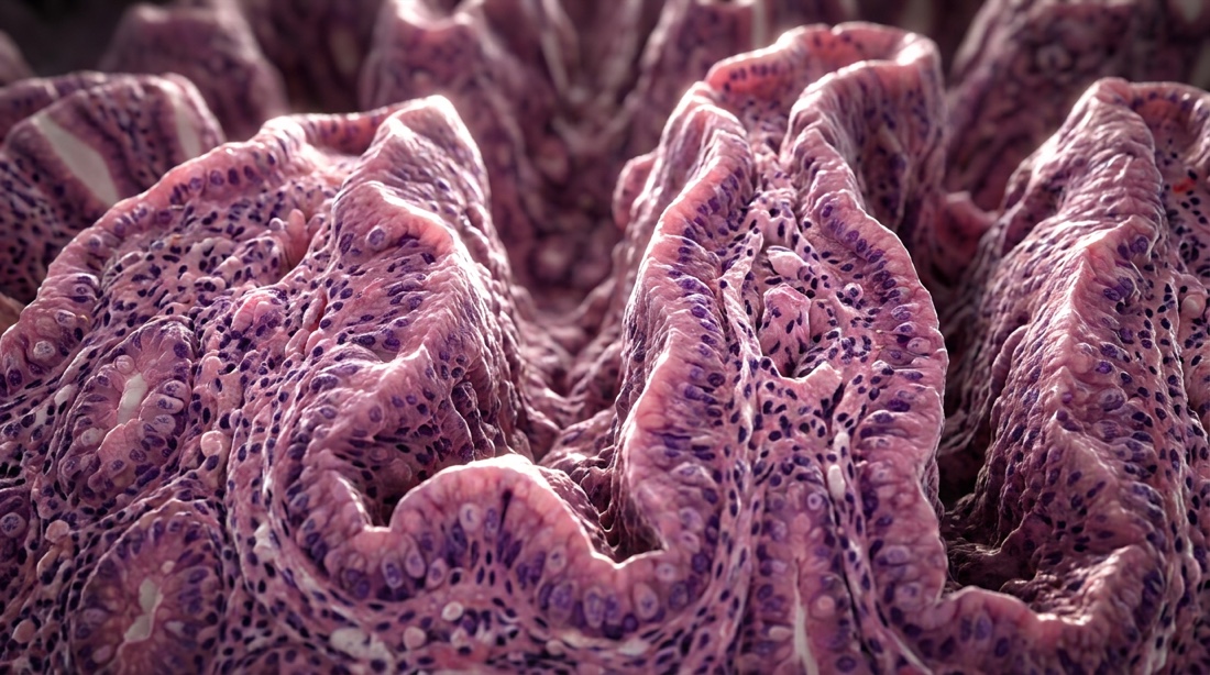 Mucosa gástrica al microscopio