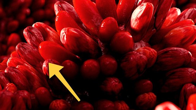 Miniatura del video: Tomar LECHE de adulto es una mutación | INTOLERANCIA A LA LACTOSA