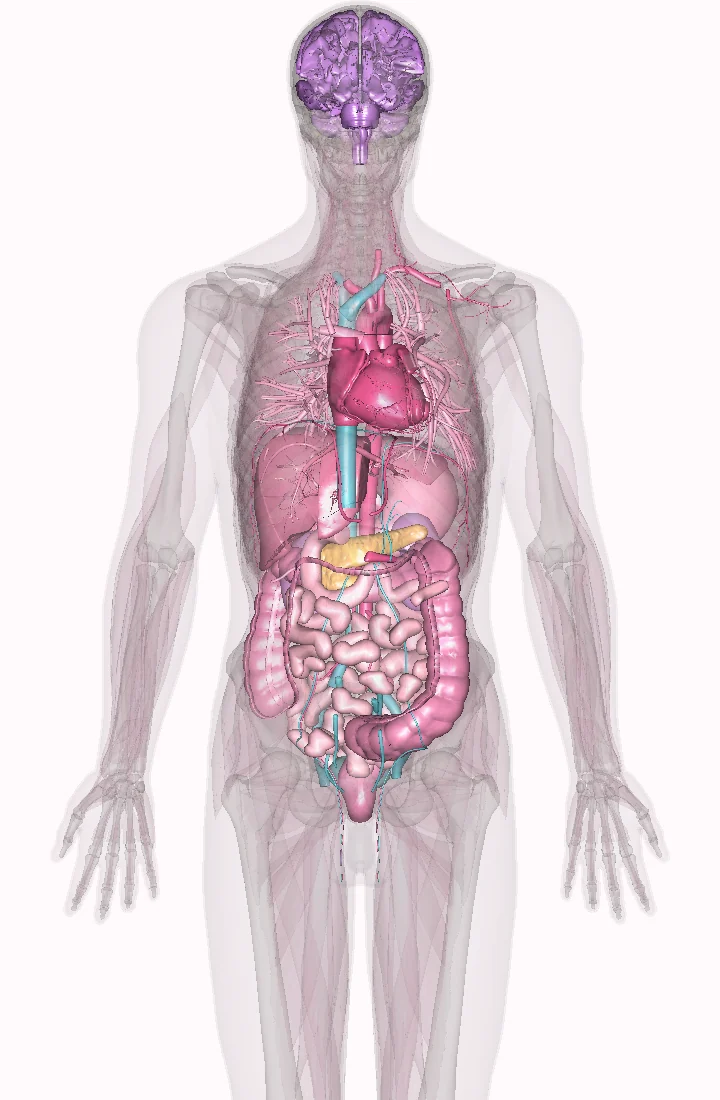 Modelo anatómico con cerebro, pulmones, corazón y órganos abdominales visibles
